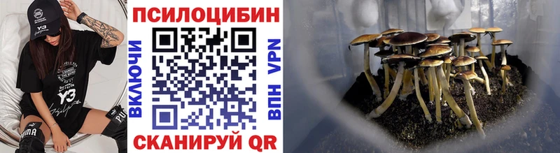 Купить где  Зима  Галлюциногенные грибы Psilocybe 